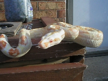 sharp female