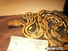 Tiger Retic for Sale