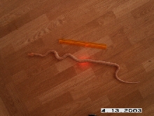 Albino Male Growth
