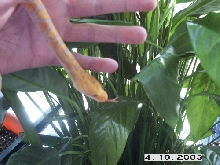 Albino Retic