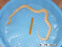 Albino Male Growth 2