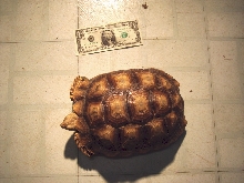 African Spurred Tortoise