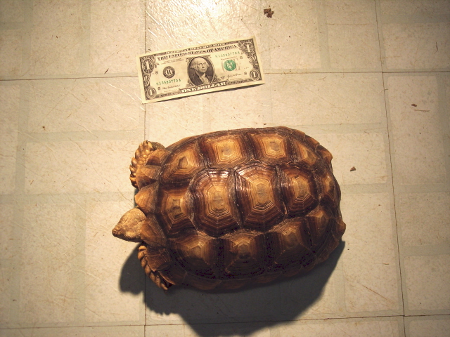 African Spurred Tortoise