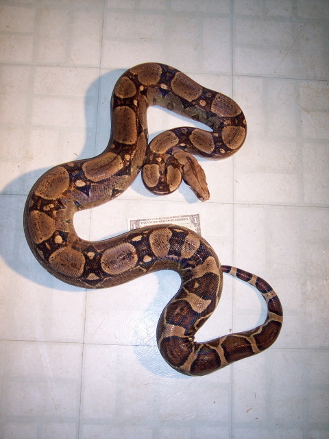 Lg. Female Redtail
