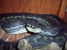 Diamond Carpet Cross Female