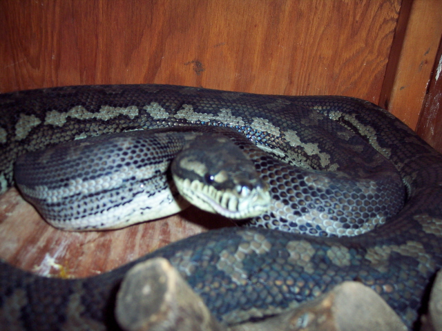 Diamond Carpet Cross Female