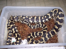 Male Jungle Carpet Python
