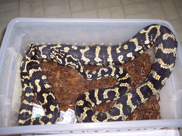Male Jungle Carpet Python