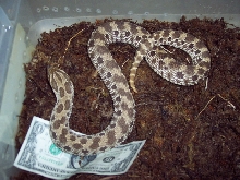 Female Western Hognose