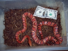 Female Okeetee Corn