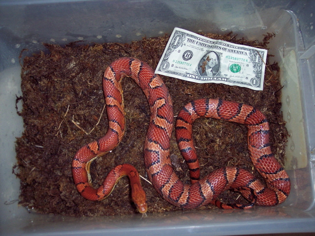 Female Okeetee Corn