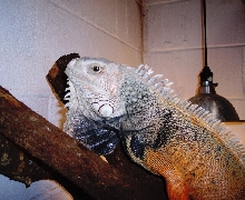 Lg. Male Iguana
