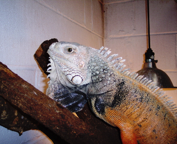 Lg. Male Iguana