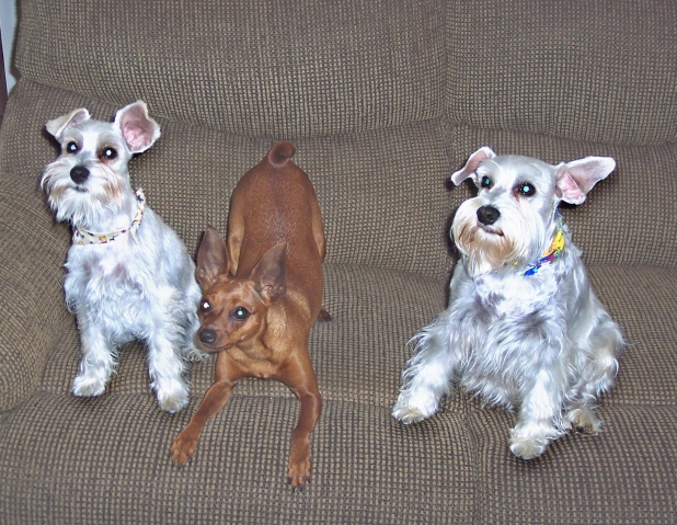 Our Puppies