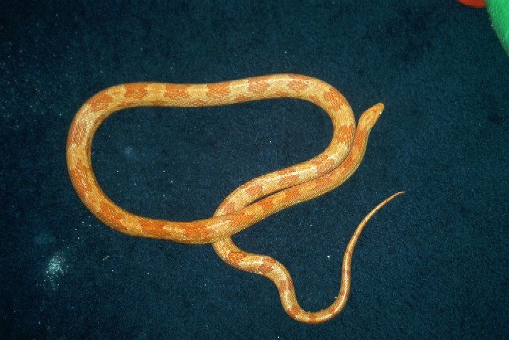 is this a butter corn