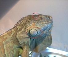 Lizard's Head