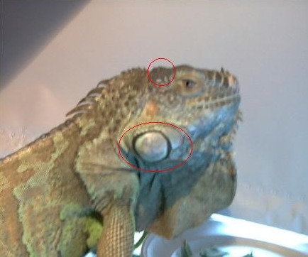 Lizard's Head