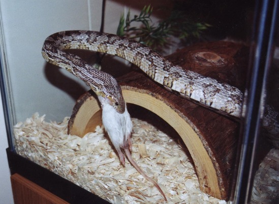 Frank eating