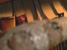 Frank's tail - what is this?