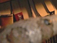 Frank's tail - what is this?