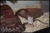 Getting the Mouse
