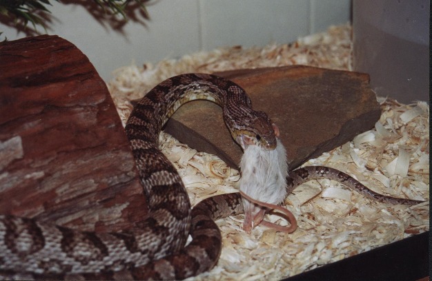 Getting the Mouse