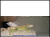 Lizard 4/21/02