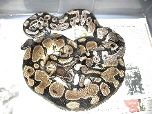 VPI Axanthic breeding
