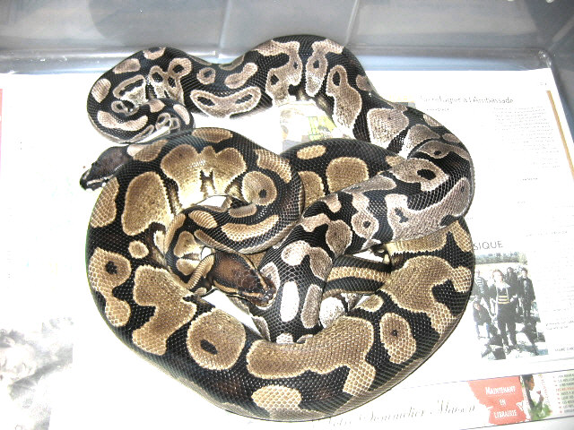 VPI Axanthic breeding