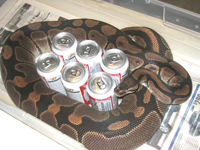 Ball python