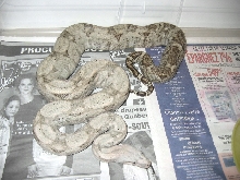 Hogg Island boa ?