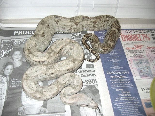 Hogg Island boa ?