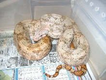 Hogg Island boa ?