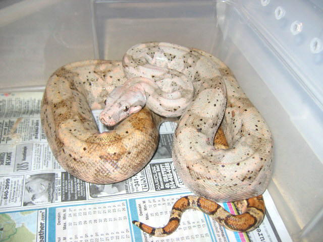 Hogg Island boa ?