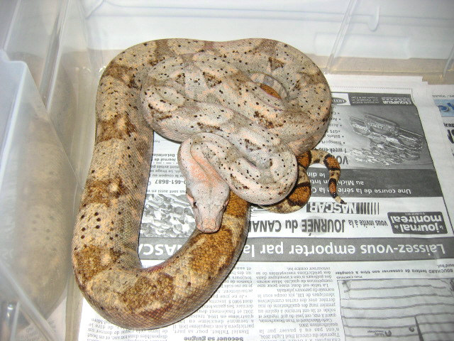 Hogg Island boa ?