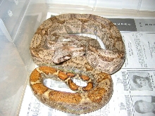 Hogg Island boa ?