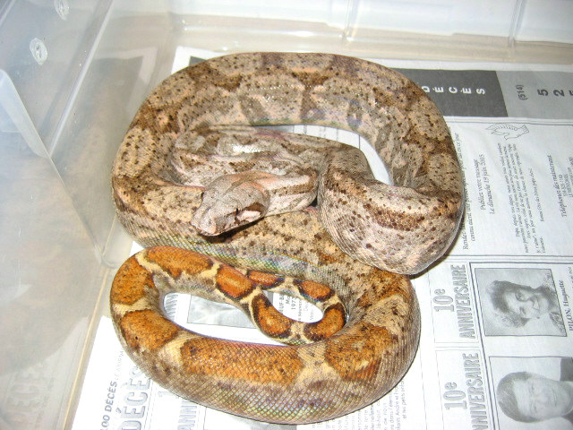 Hogg Island boa ?