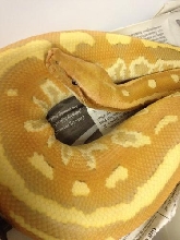 Albino Matrix male