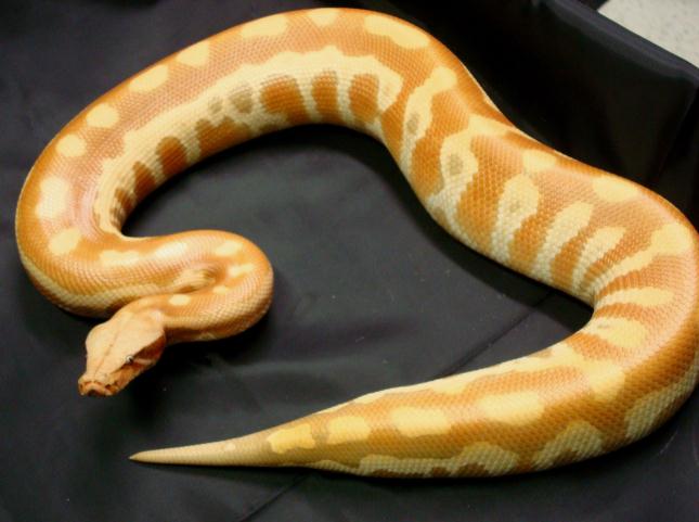 Albino F1