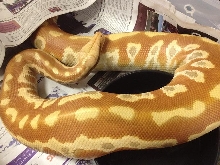 Albino F2