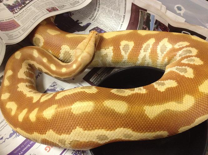 Albino F2