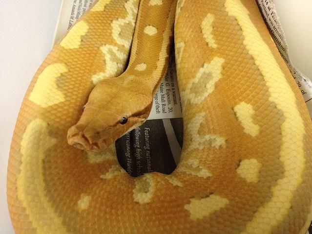 Albino Matrix m