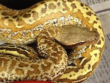 Batik PH albino m