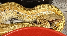 Batik PH albino m