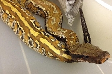 Batik PH albino f