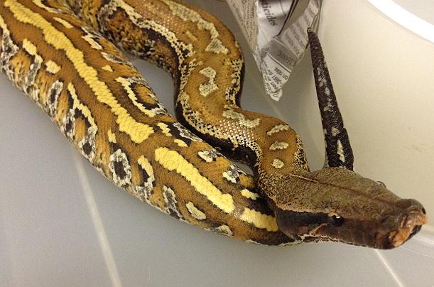 Batik PH albino f