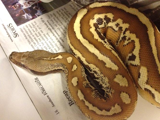 Matrix ph albino m