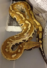 Matrix Het albino f