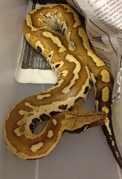 Matrix Het albino f