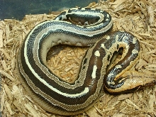 Super stripe f